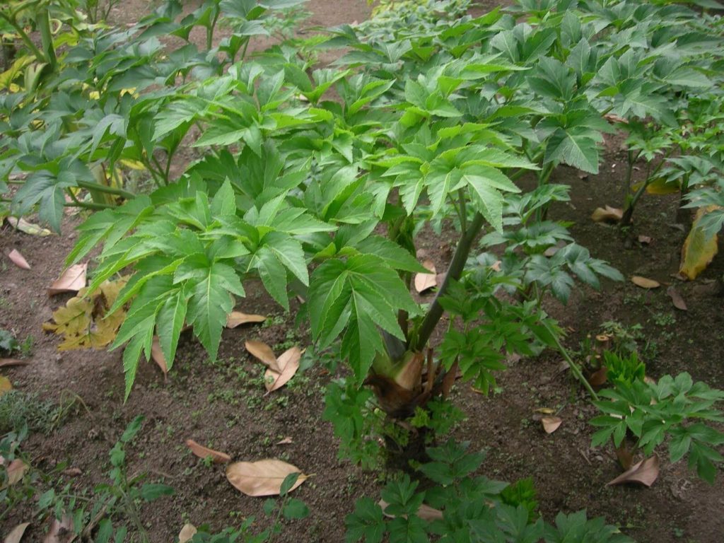 Ashitaba for Adrenal Fatigue: The Green Gold of Energy, Regeneration, and Hormonal Balance