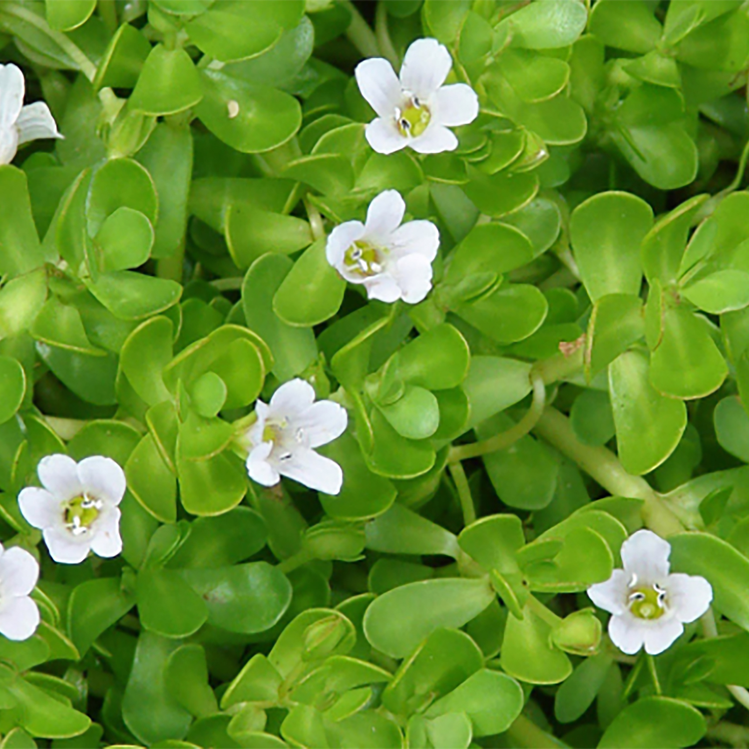 Bacopa Monnieri for Adrenal Fatigue: Calm Your Mind, Sharpen Focus, and Reclaim Energy Naturally