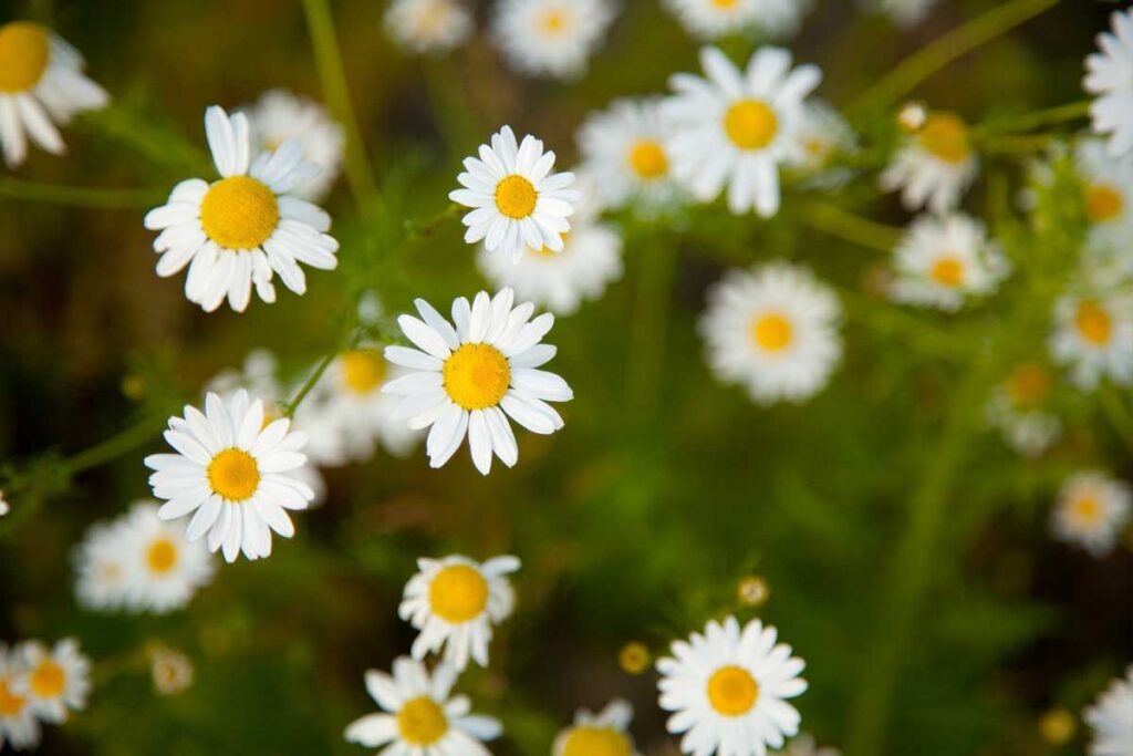 Best Chamomile Blends to Improve Sleep Quality - Herbal Health Products ...