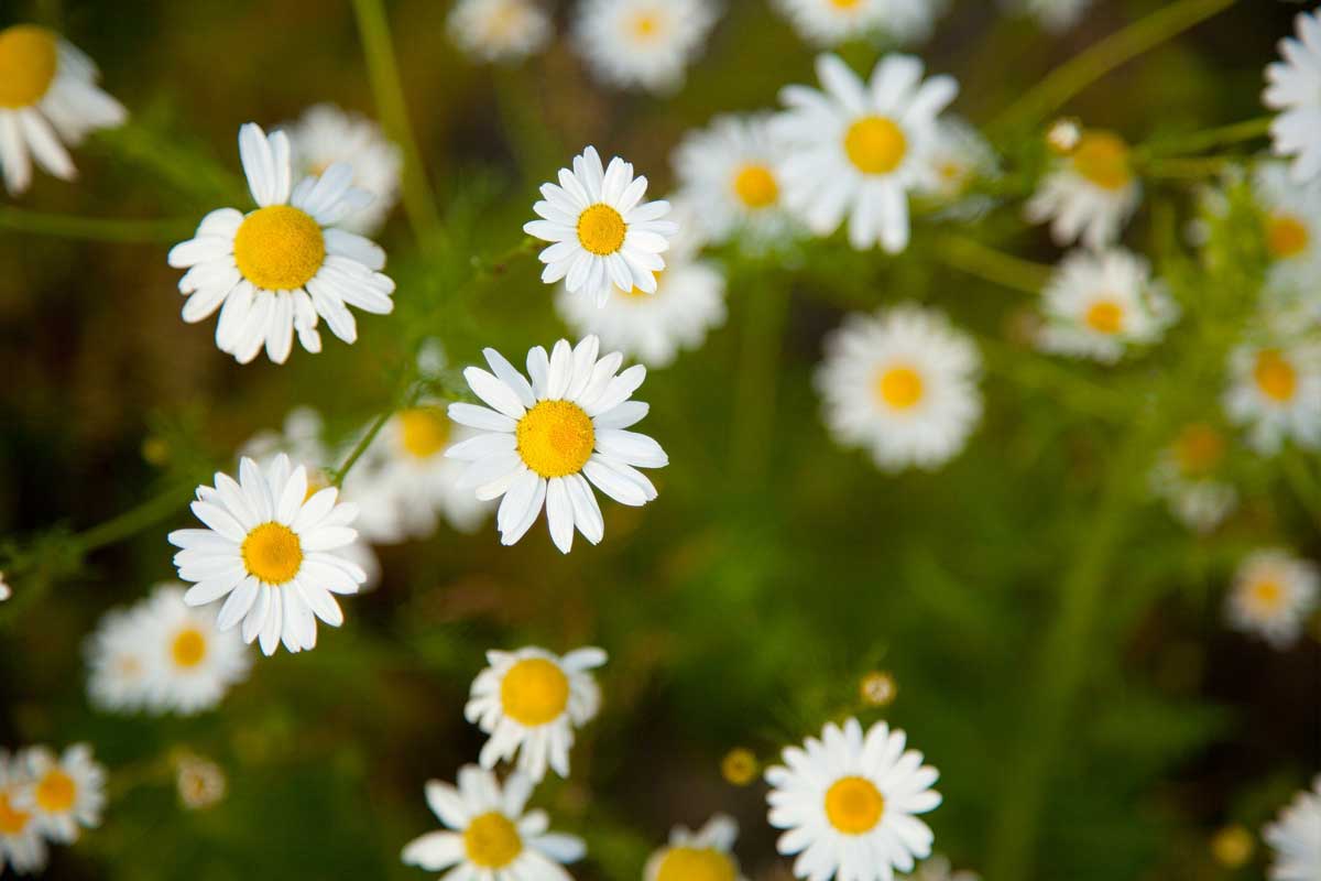 Best Chamomile Blends to Improve Sleep Quality