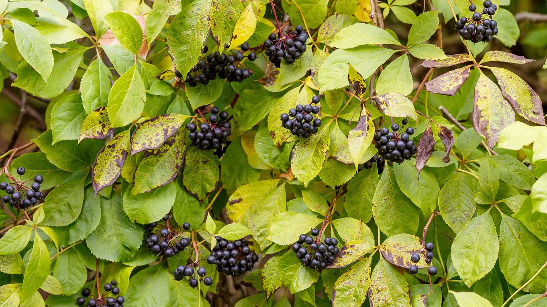 Eleuthero (Siberian Ginseng) for Adrenal Fatigue: Boost Energy, Focus, and Resilience Naturally