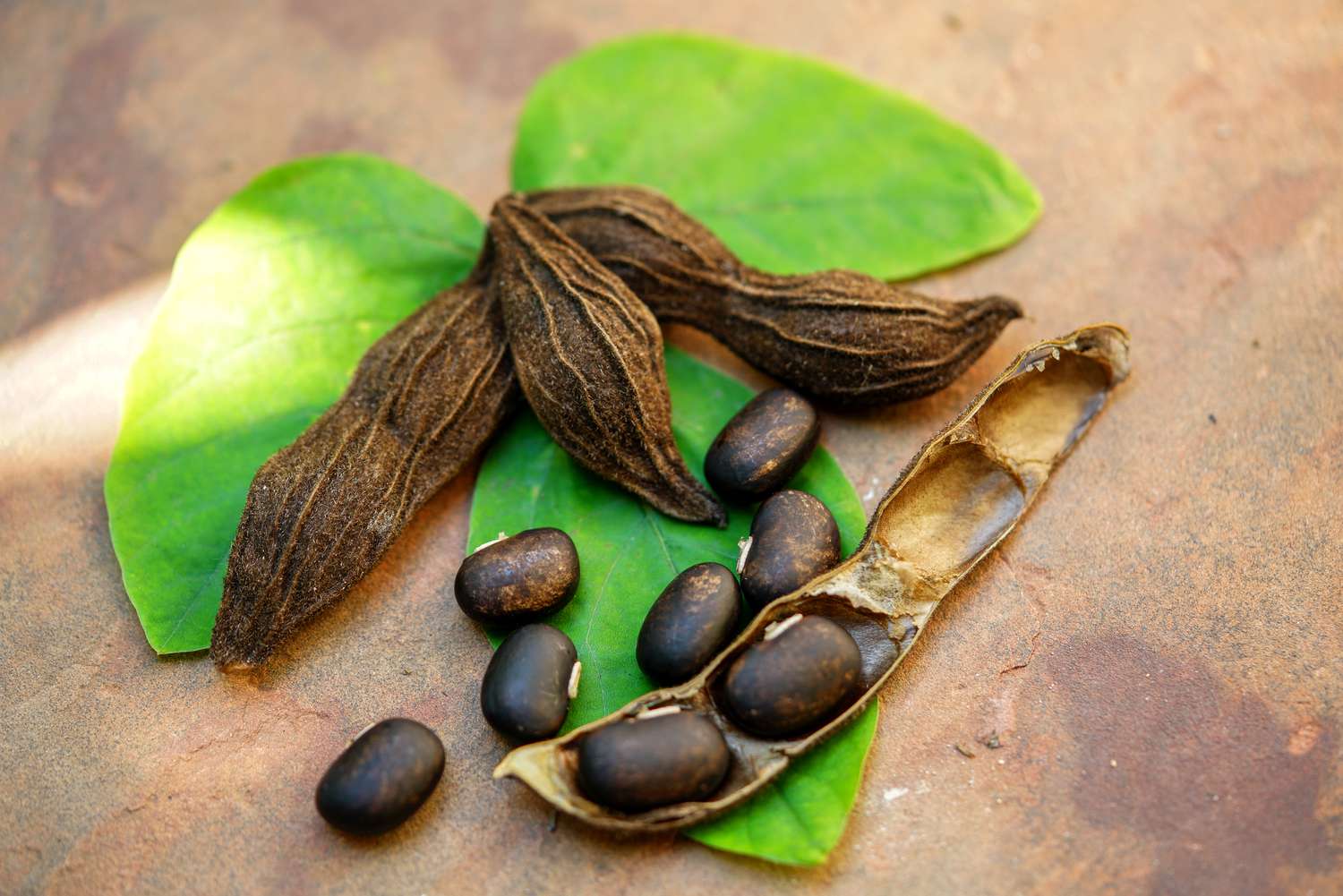 Mucuna Pruriens for Adrenal Fatigue: Mood, Motivation, and Dopamine Support from Nature