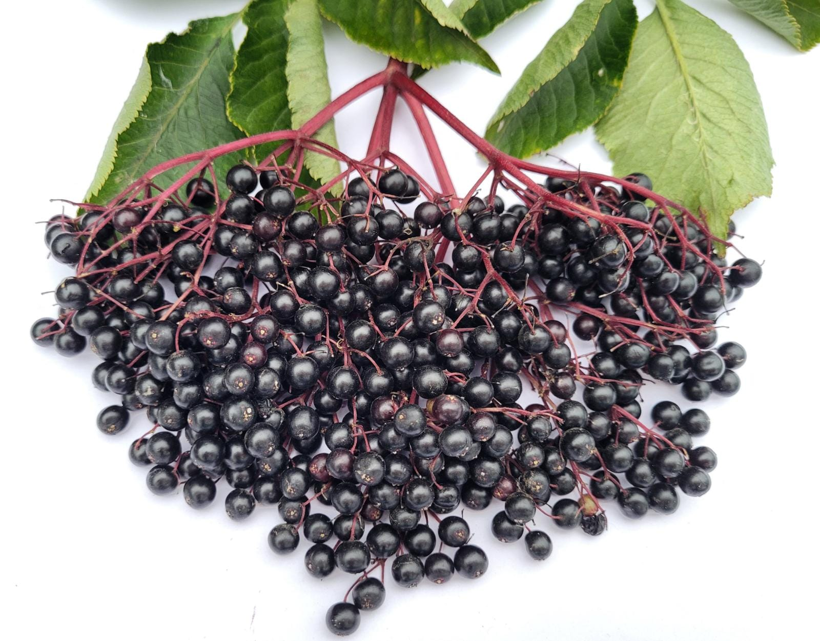 Natural Immune Booster: Elderberry Kids Dosage Guide
