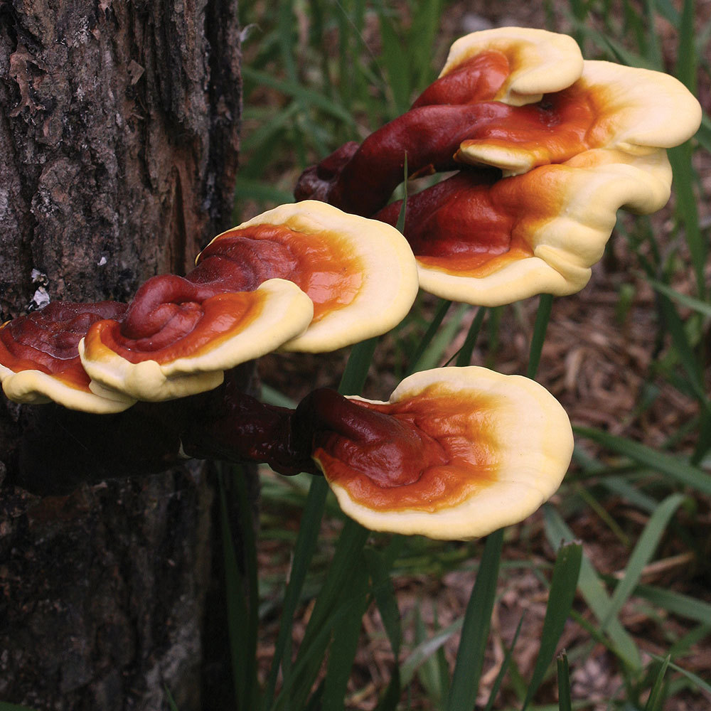 Reishi Mushroom for Adrenal Fatigue: The Ultimate Stress Shield and Immune Booster
