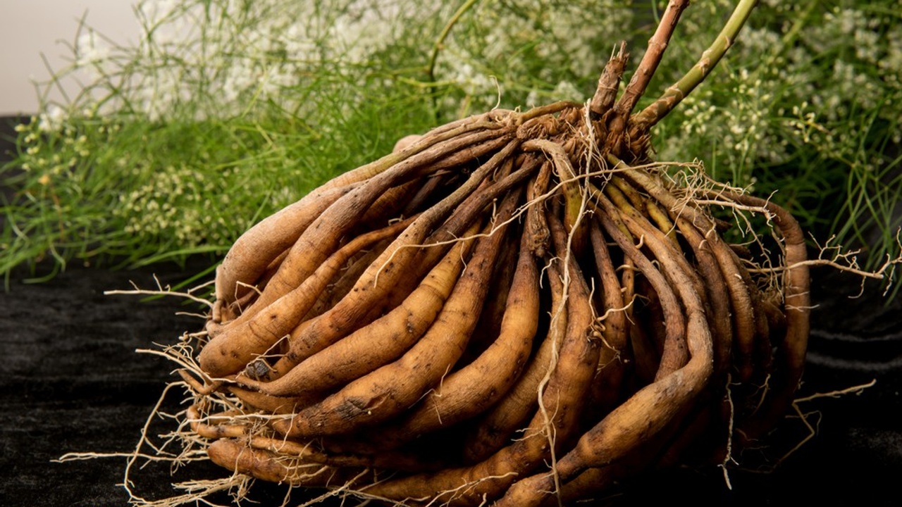 Shatavari for Adrenal Fatigue: Rebalance Hormones, Energy, and Emotional Calm Naturally