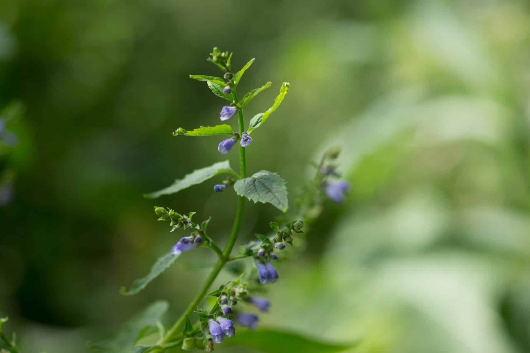 Skullcap for Adrenal Fatigue Side Effects