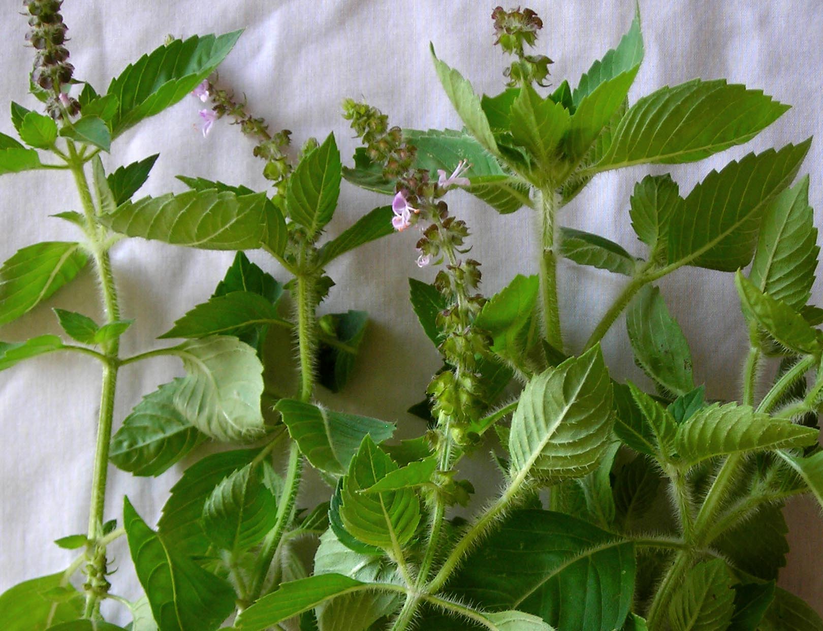 Tulsi (Holy Basil) for Adrenal Fatigue: Rebuild Resilience, Calm Your Mind, and Support Hormones Naturally