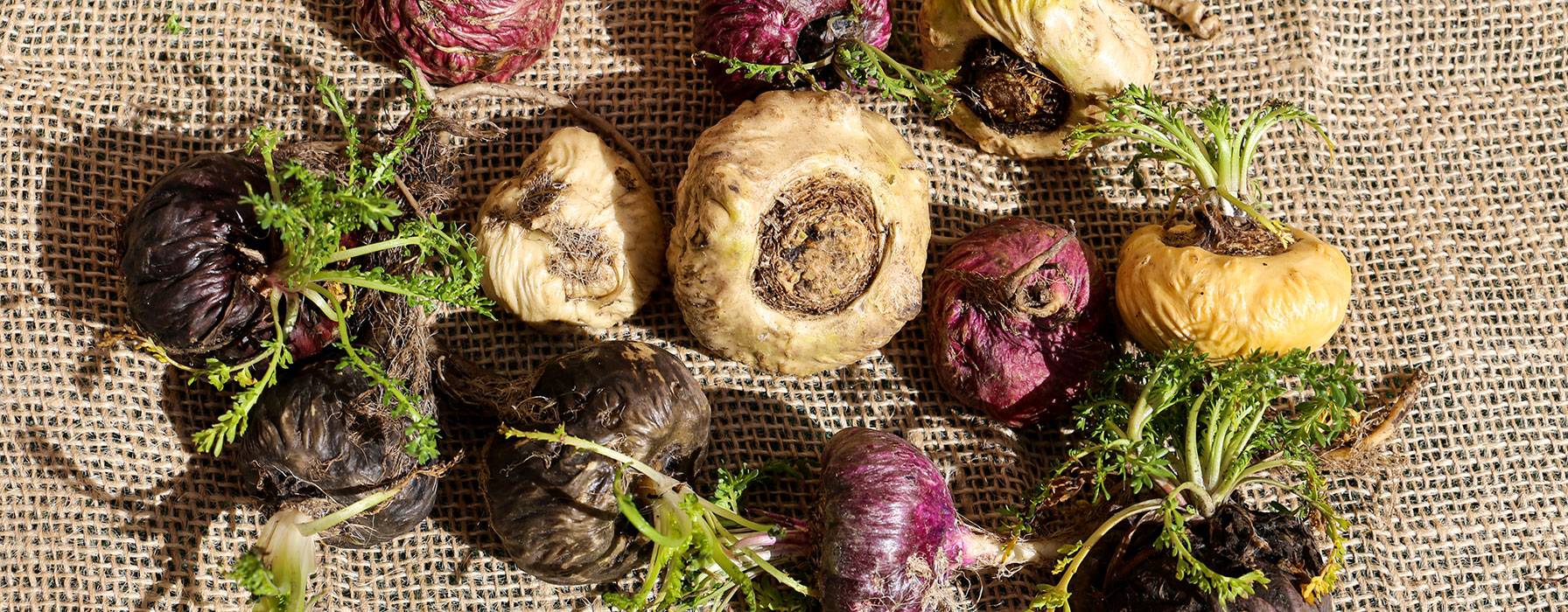 Maca Root for Adrenal Fatigue: Natural Energy, Hormone Balance & More