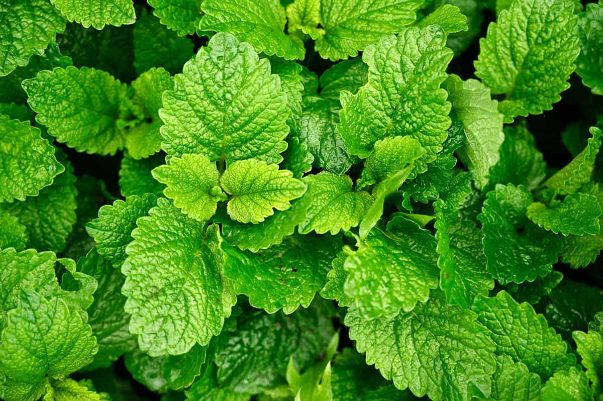 Lemon Balm for Adrenal Fatigue: A Calming Herbal Ally