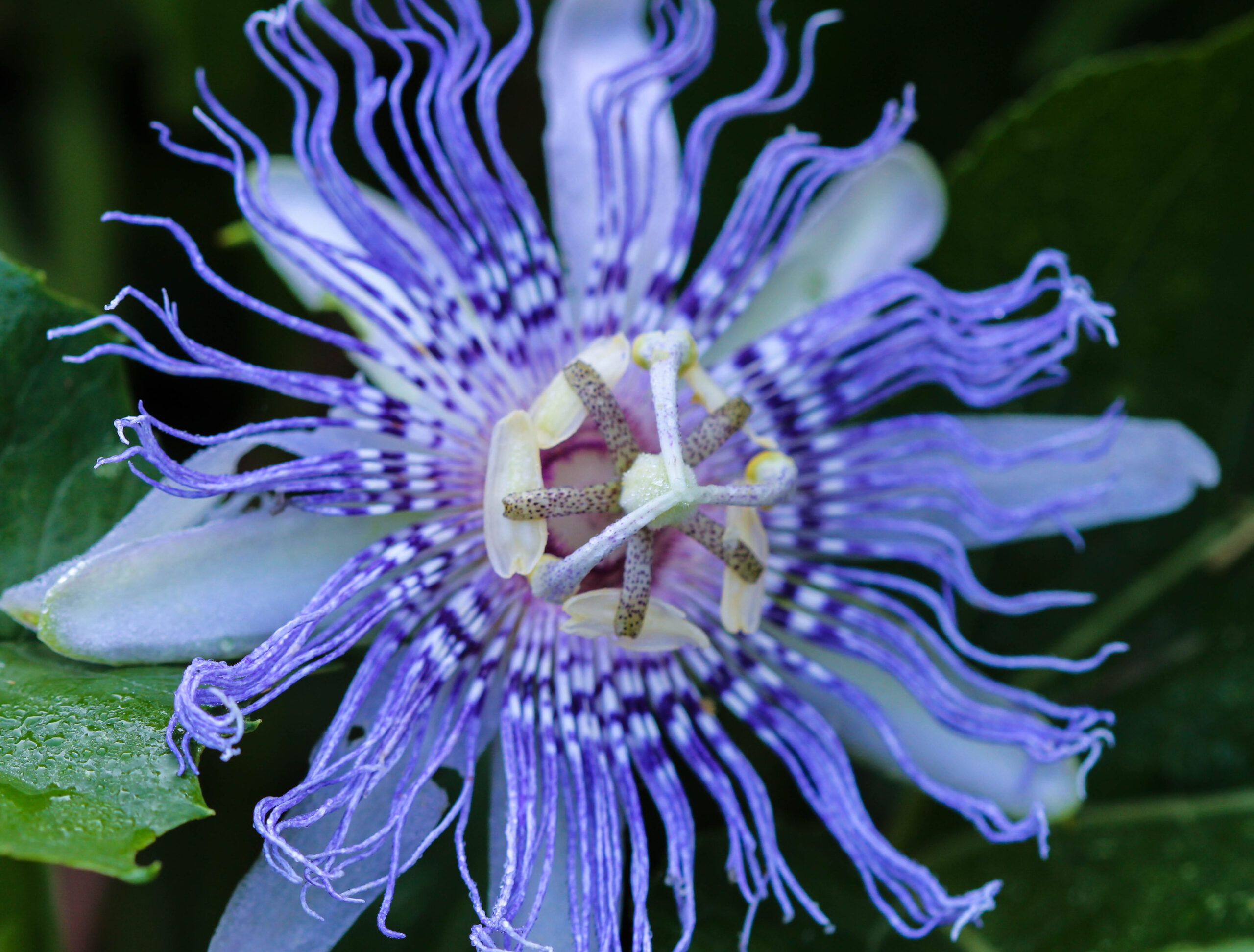 Passionflower for Adrenal Fatigue: Calm the Mind, Balance the Body
